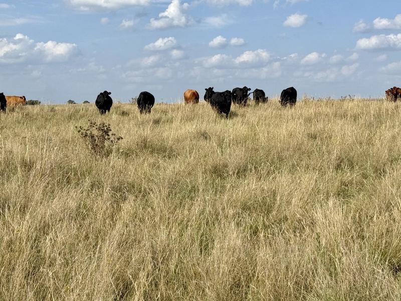 0 Bedroom Property for Sale in Harrismith Free State